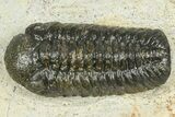 Morocops Trilobite - Ofaten, Morocco #372439-2